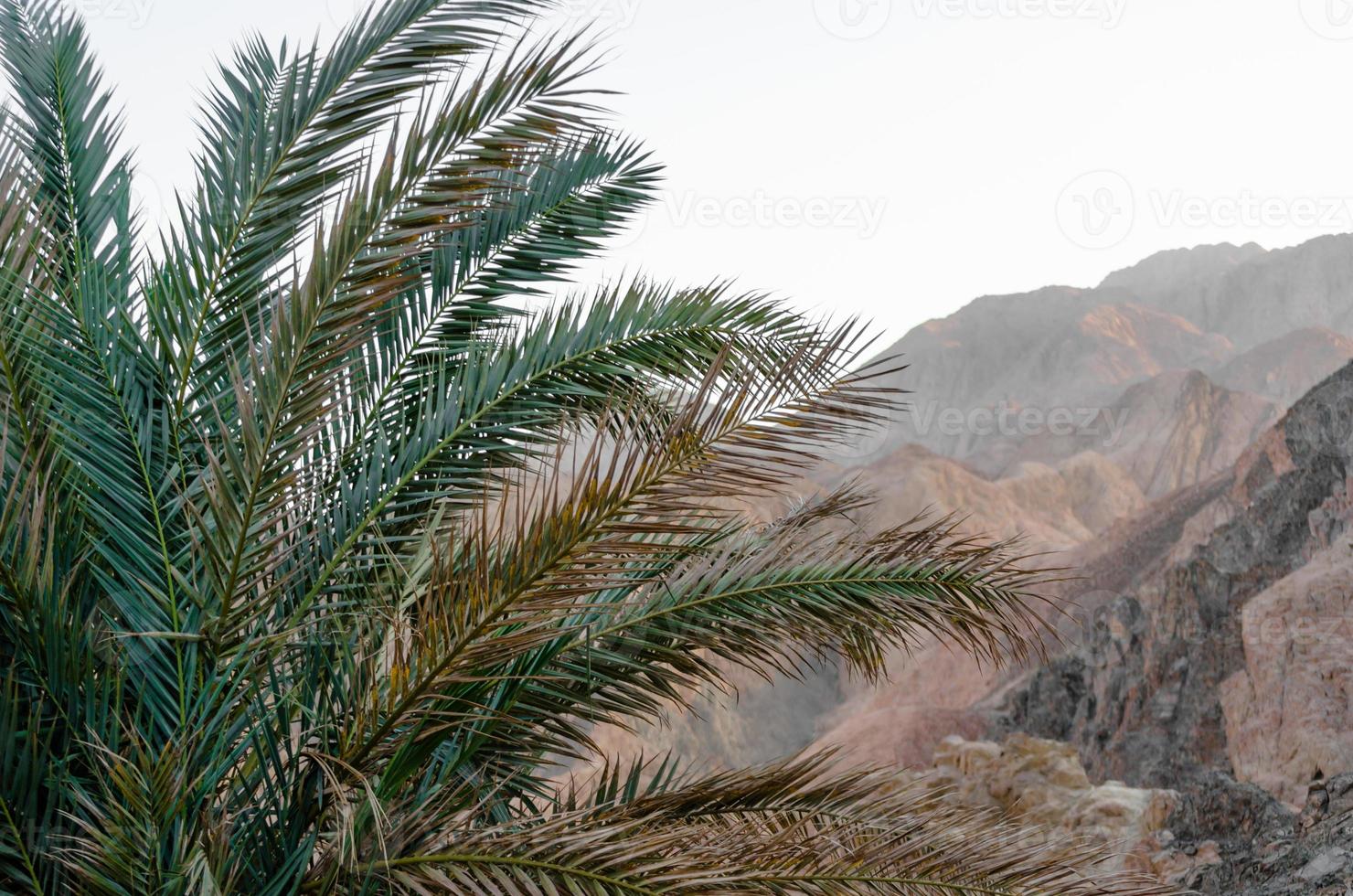 Nahaufnahme einer Palme mit Bergen im Hintergrund foto