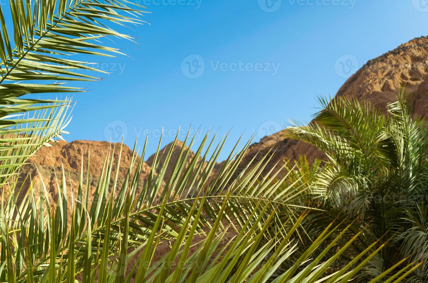 Palmblätter und Felsen foto