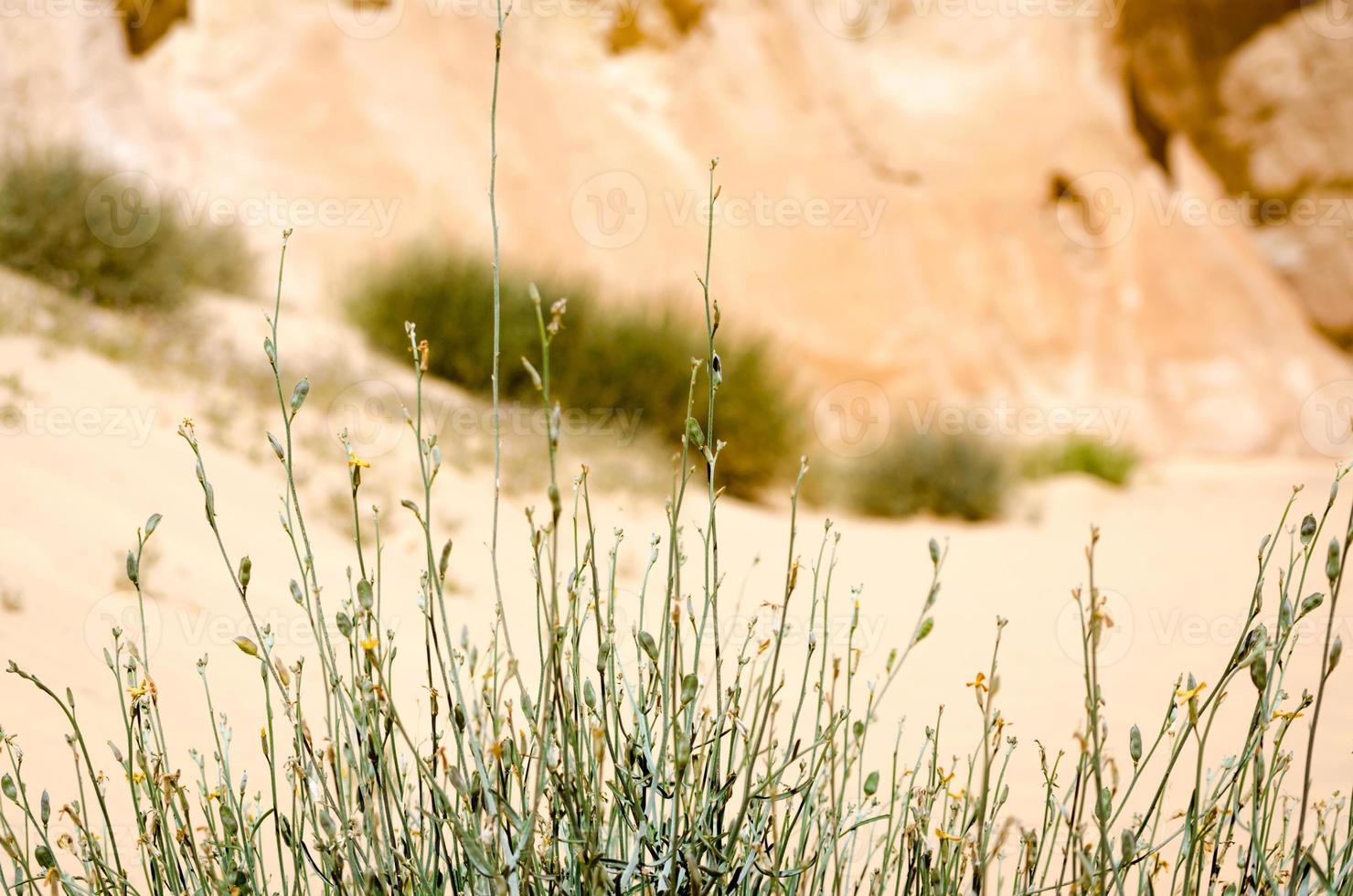 Gras in einer Wüste foto