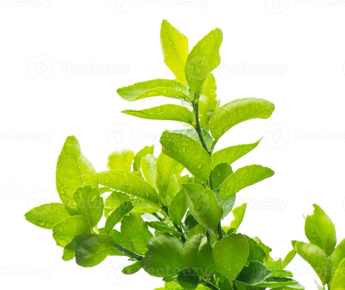 grünes Bergamottenblatt mit Wassertropfen auf lokalisiertem weißem Hintergrund foto