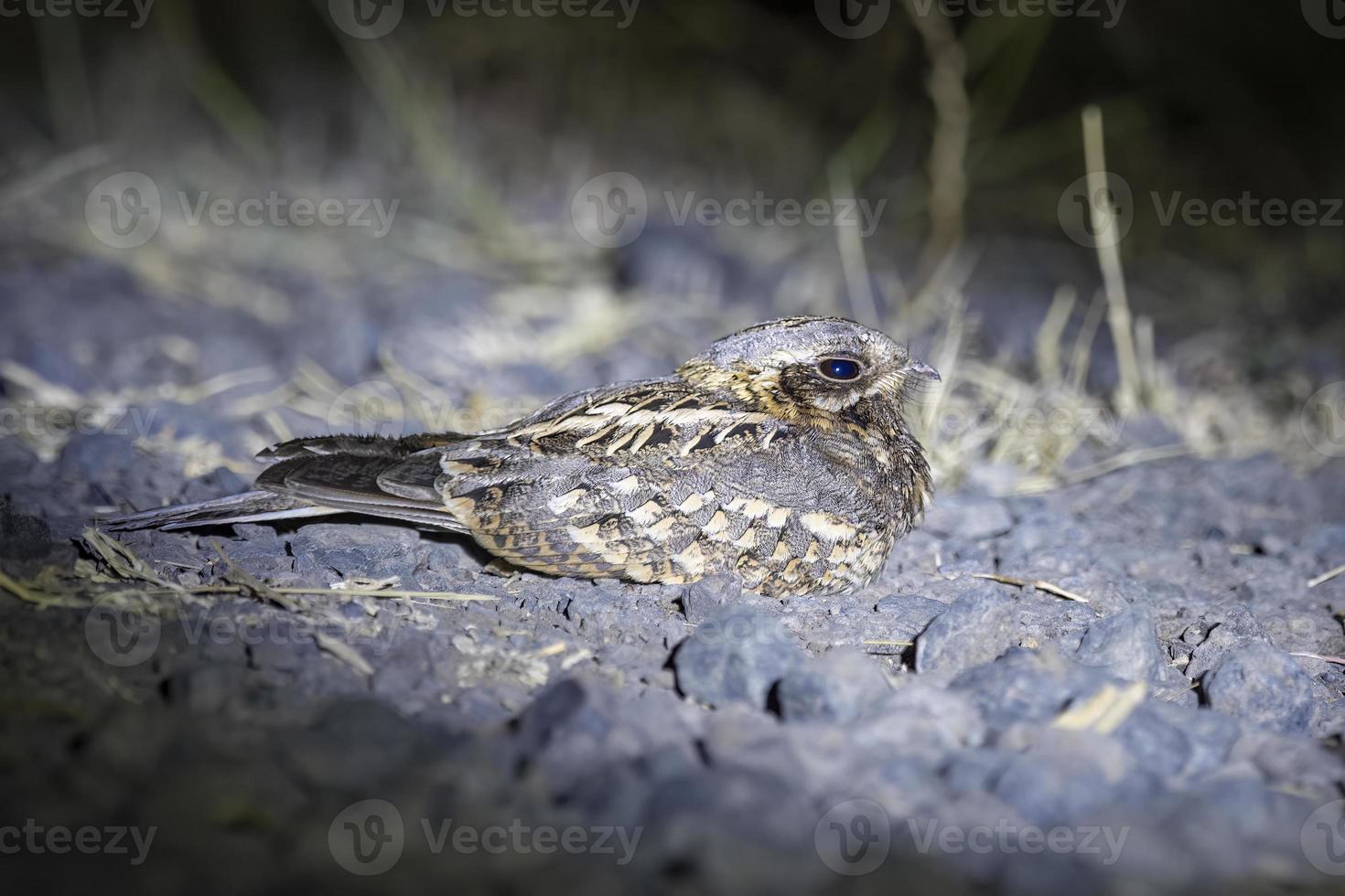 indisch Ziegenmelker oder Caprimulgus asiaticus beobachtete im rann von kutch im Gujarat foto