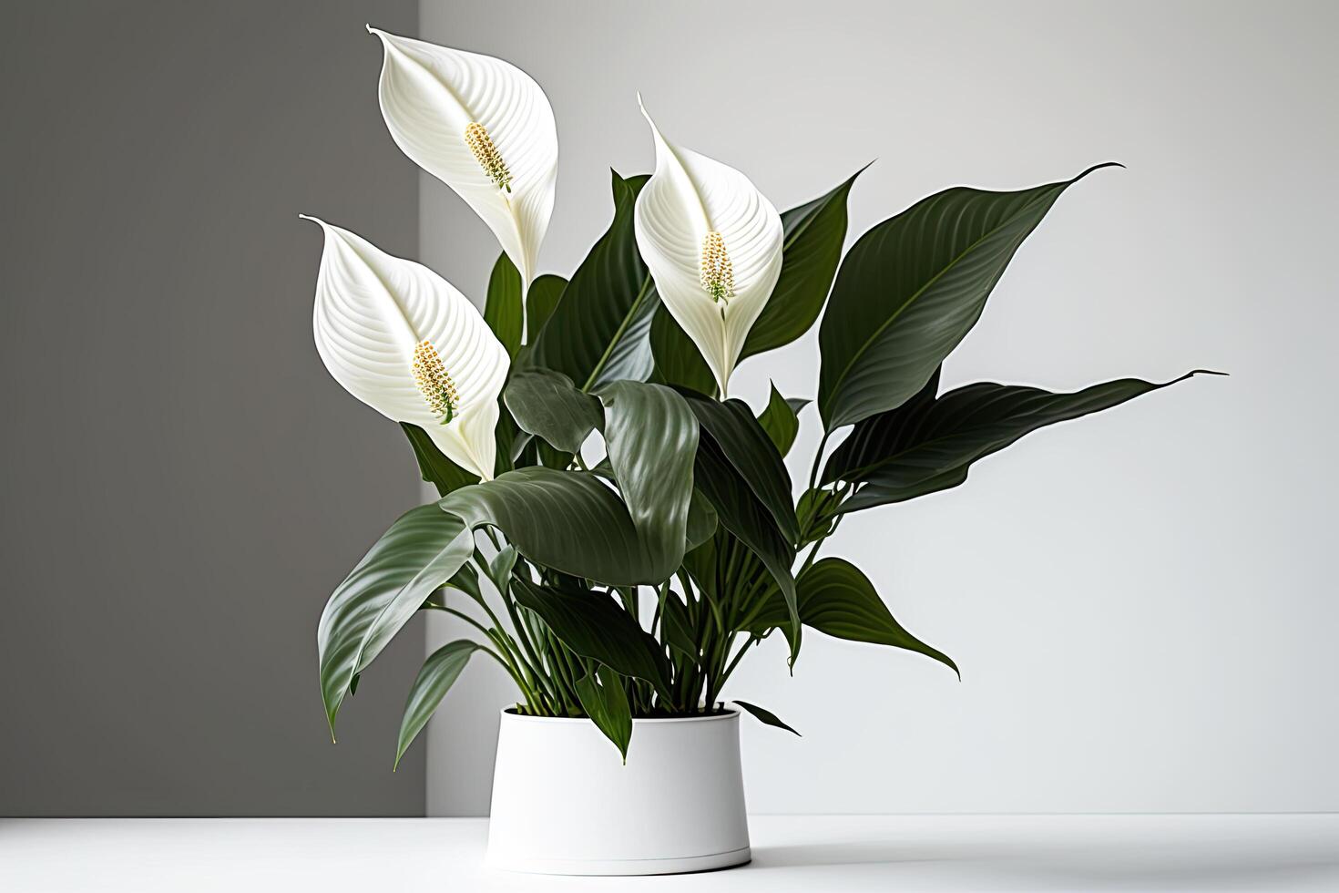 Blumen- Komposition von Spathiphyllum Frieden Lilien Blume. Illustration ai generativ foto