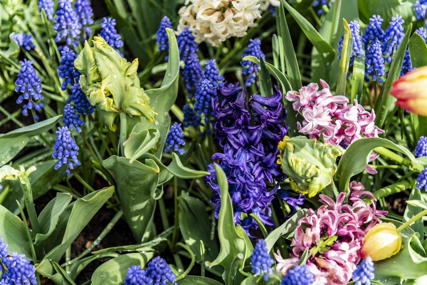 verschiedene Frühlingsblumen foto