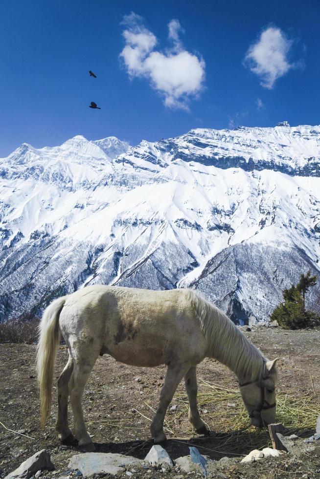 Pferd und Vögel im das Himalaya foto