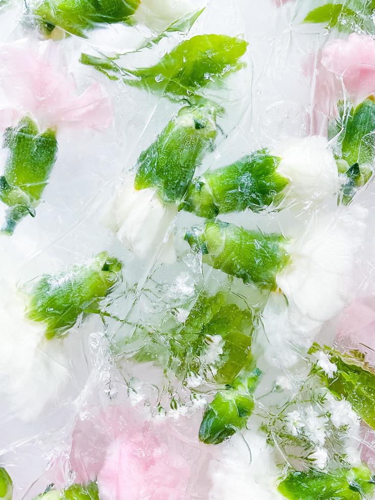 Nelke, Garten Blumen gefroren im Eis. Hintergrund foto