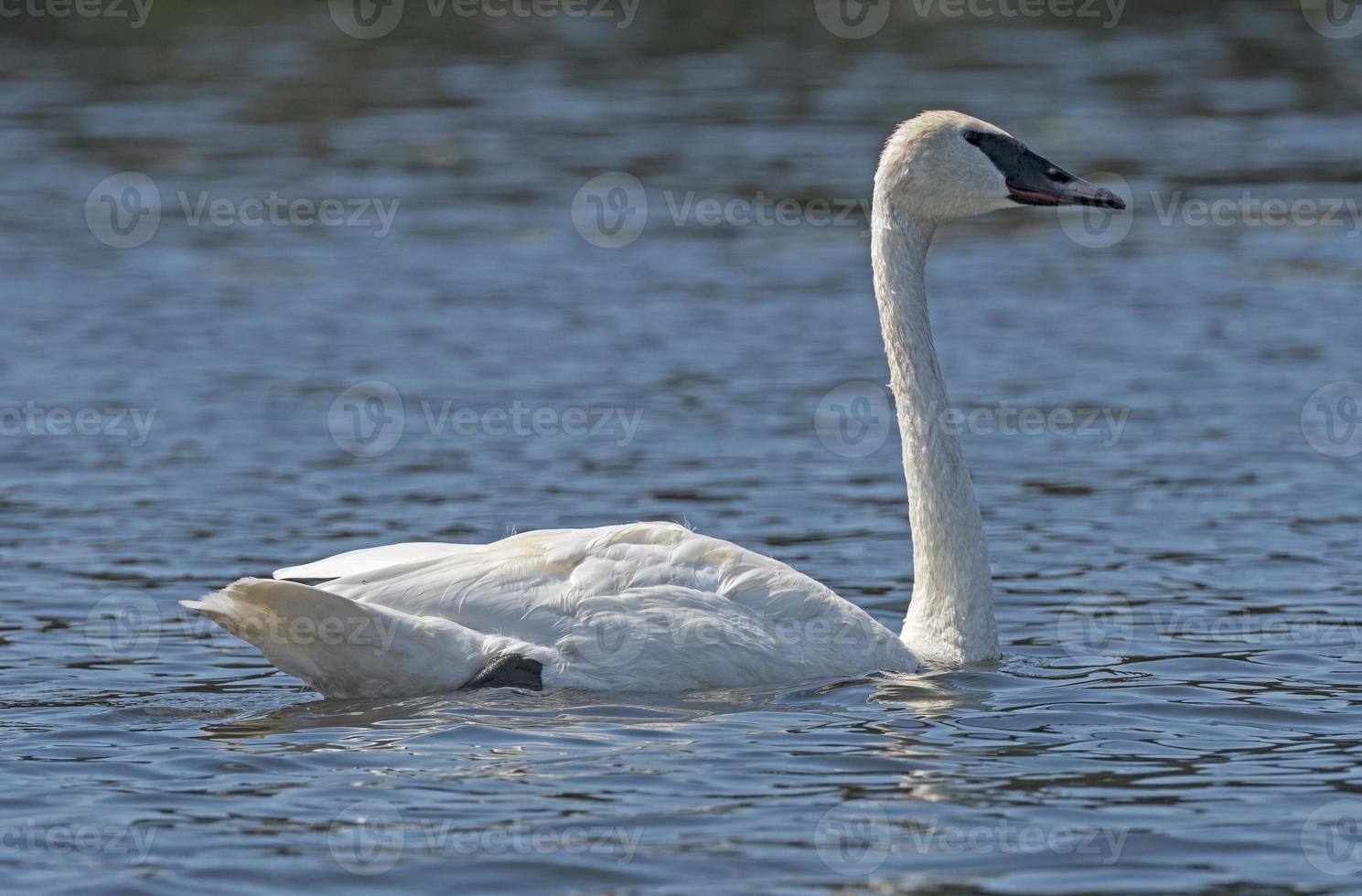 Trompeter Schwan schließen oben im das Wildnis foto