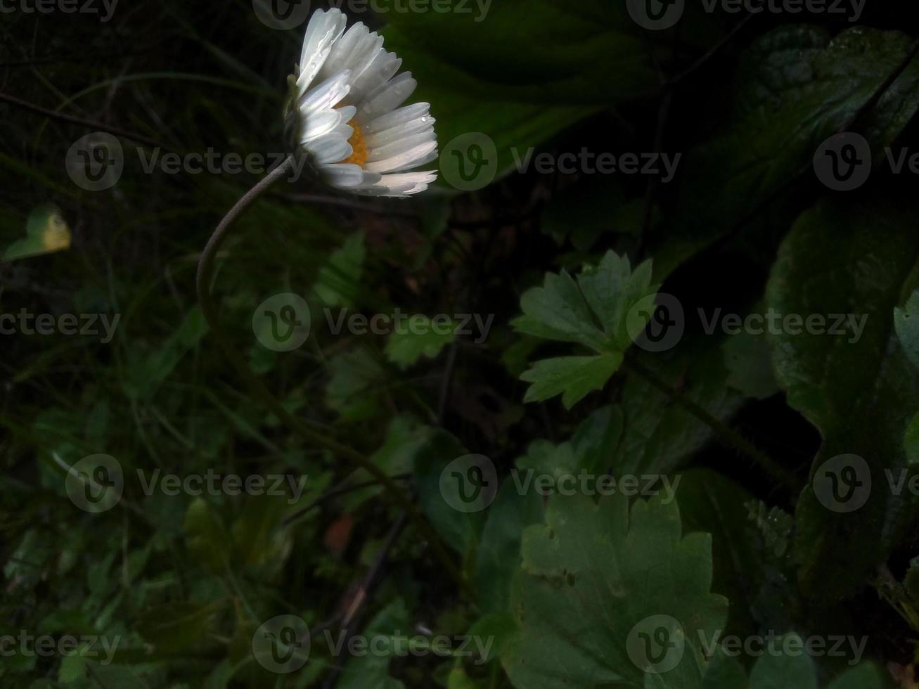 verbreitet Gänseblümchen Weiß Blume Pflanze foto