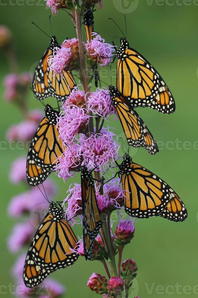 Monarch Schmetterlinge auf lodernd Star foto