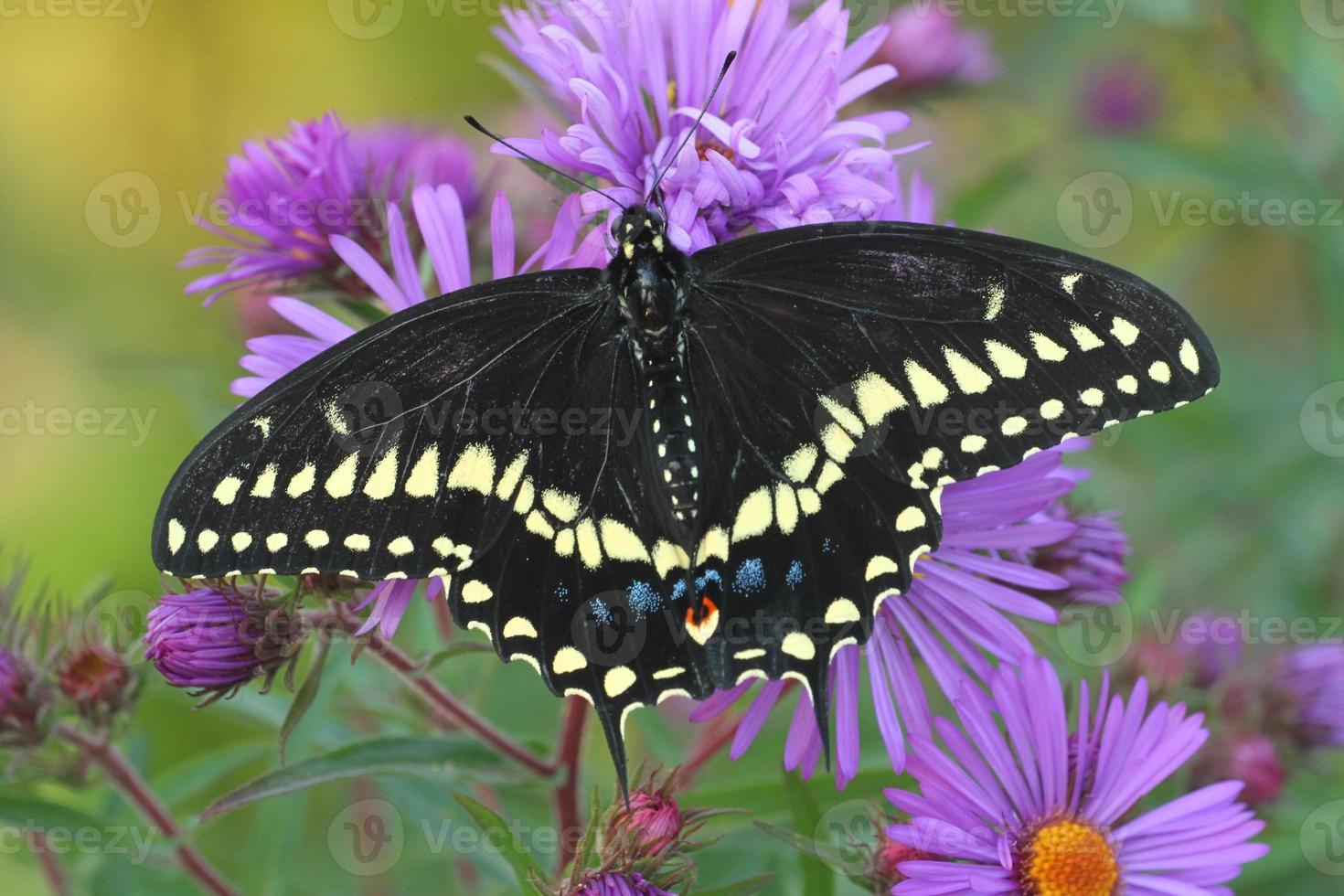 schwarz Schwalbenschwanz Schmetterling auf Neu England Aster foto