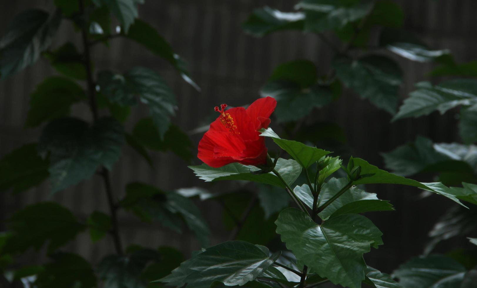 frisch rot Blume mit Grün botanisch Blätter Hintergrund Foto isoliert auf Landschaft Vorlage. Parks oder draussen beruhigend thematisch Bild.