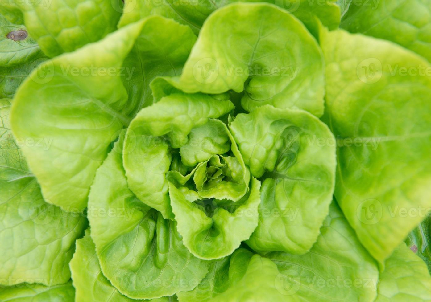 Butterkopf Grüner Salat Nahansicht foto