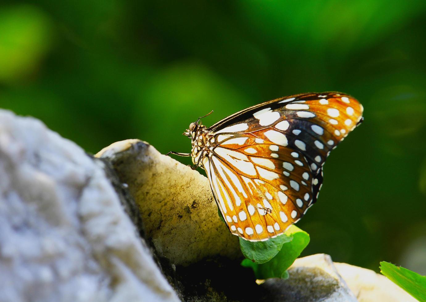 schöner Schmetterling im Garten foto