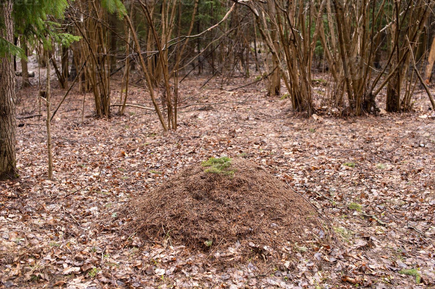 groß Ameisenhaufen im das Wald foto