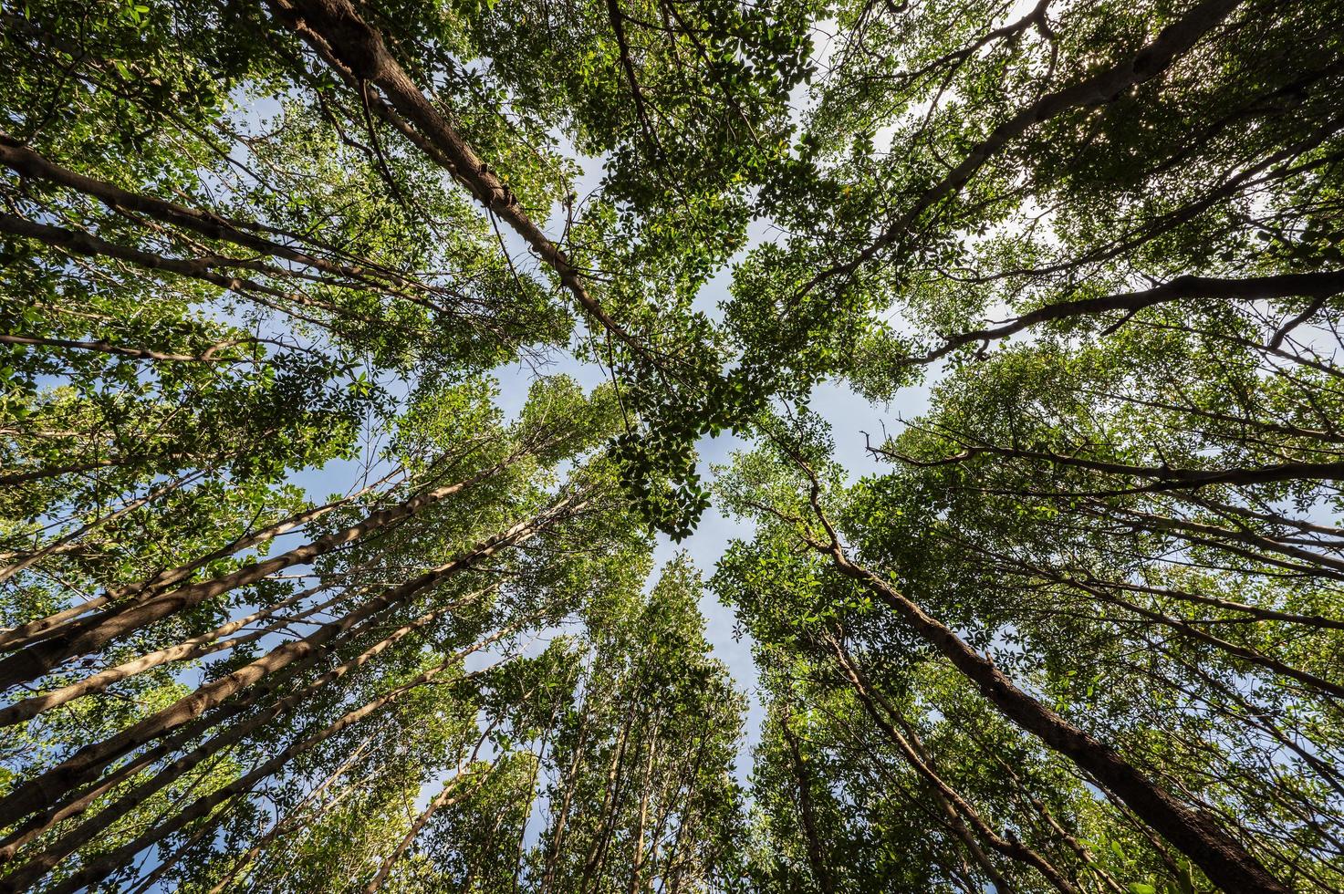 Wurm Auge Aussicht mit das Bäume im das tief Wald foto