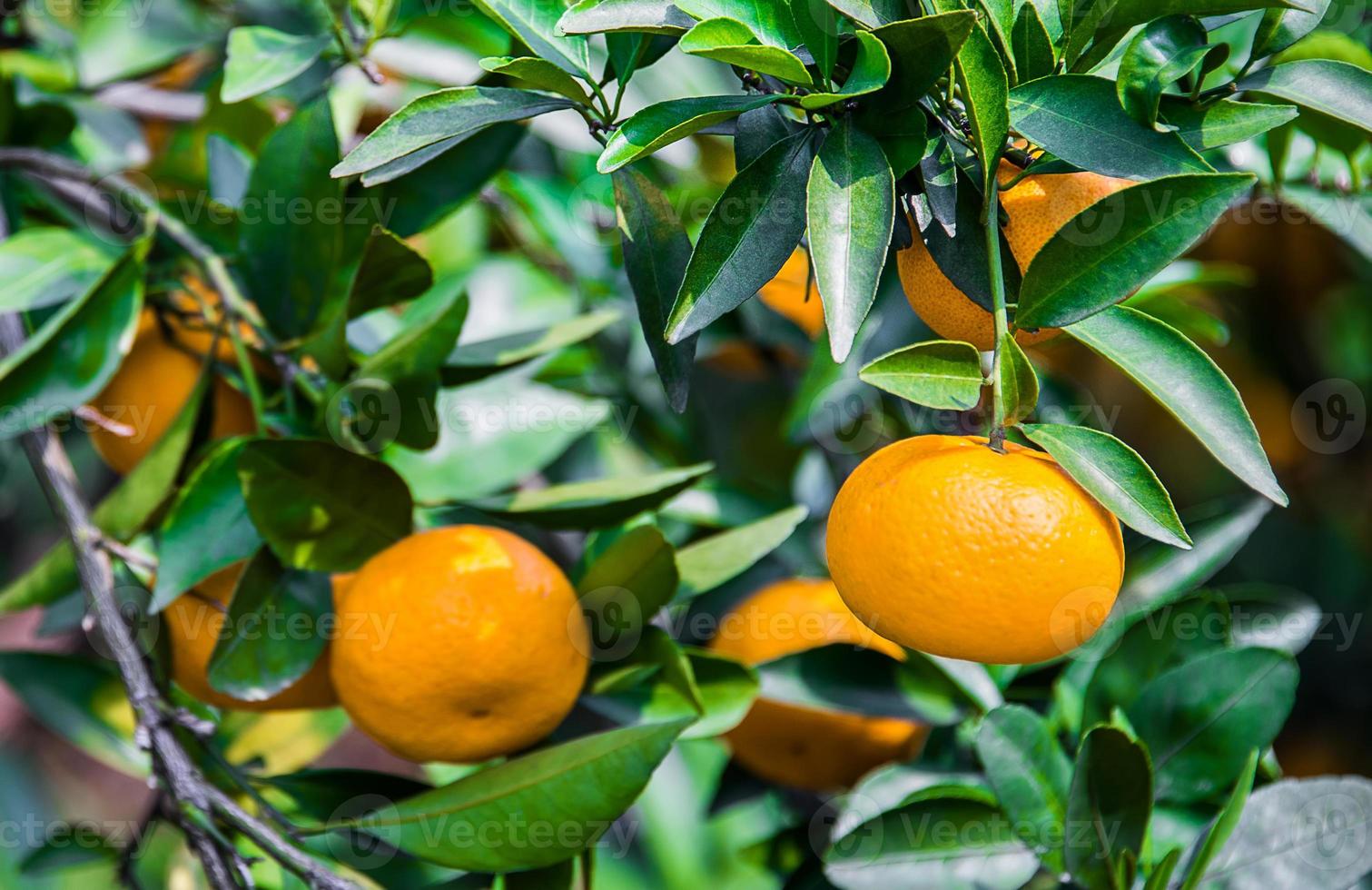 frisch Orangen von ein Baum foto