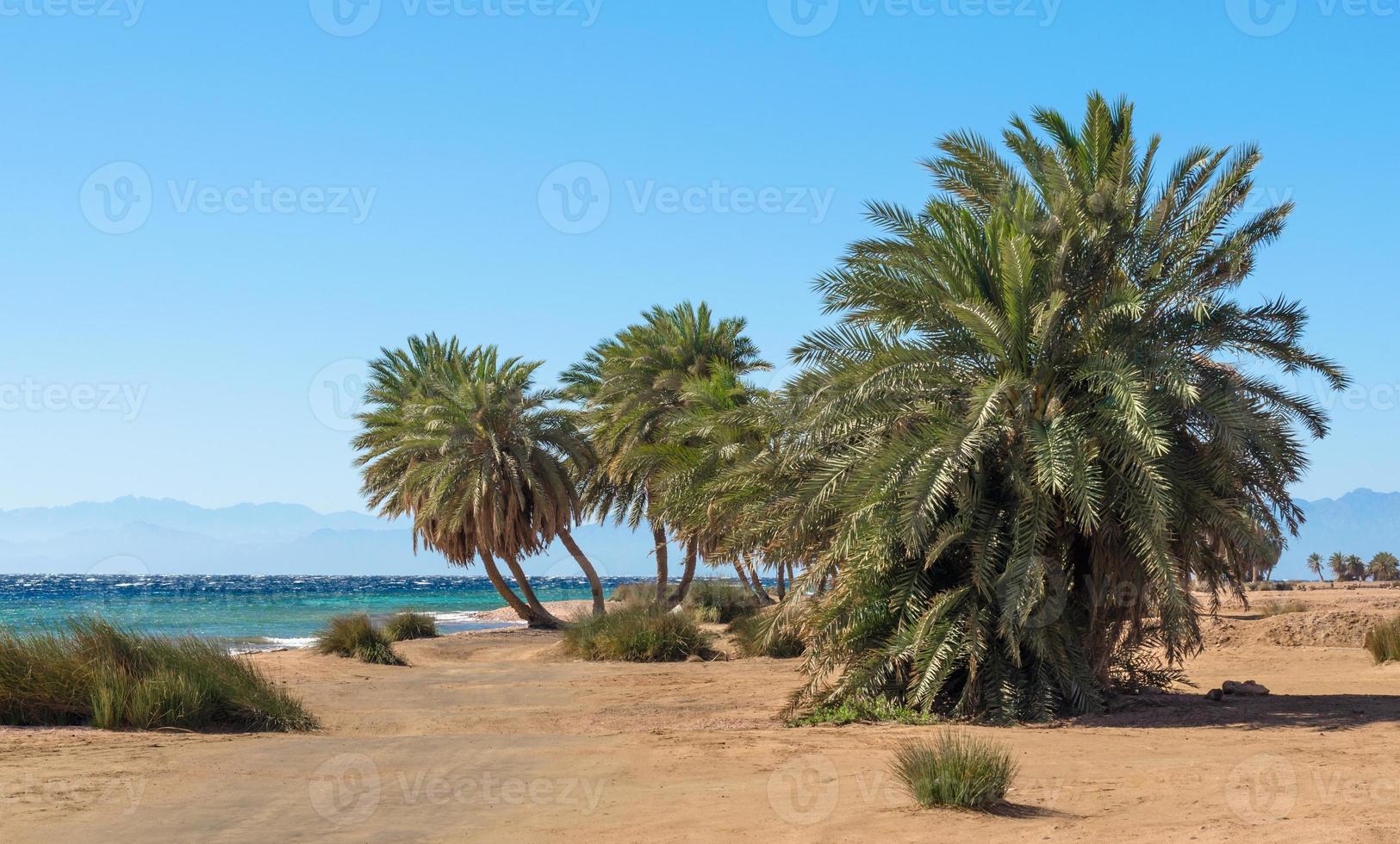 Palmen und Sträucher am Strand foto