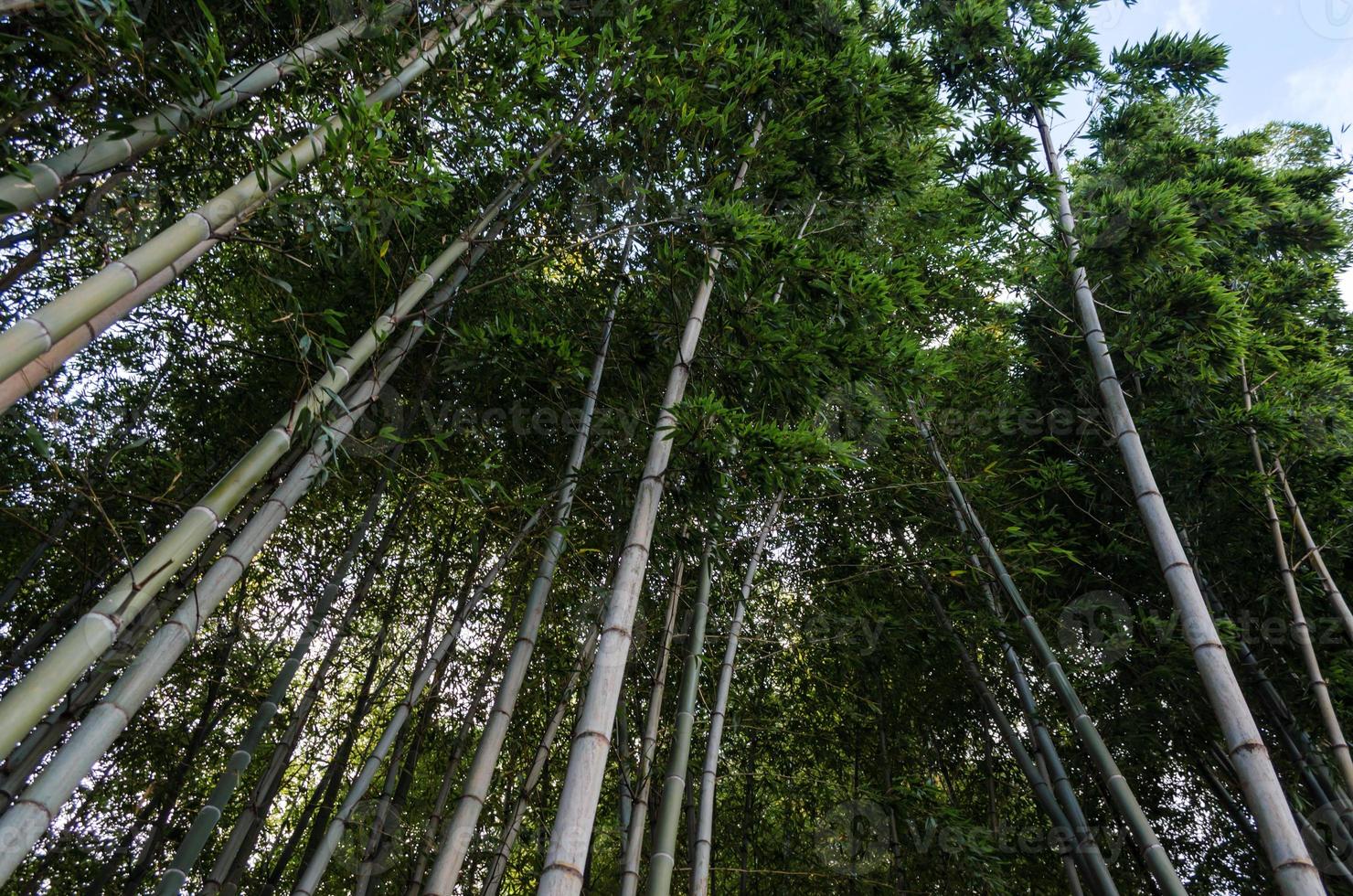 Blick auf Bambus und blauen Himmel foto
