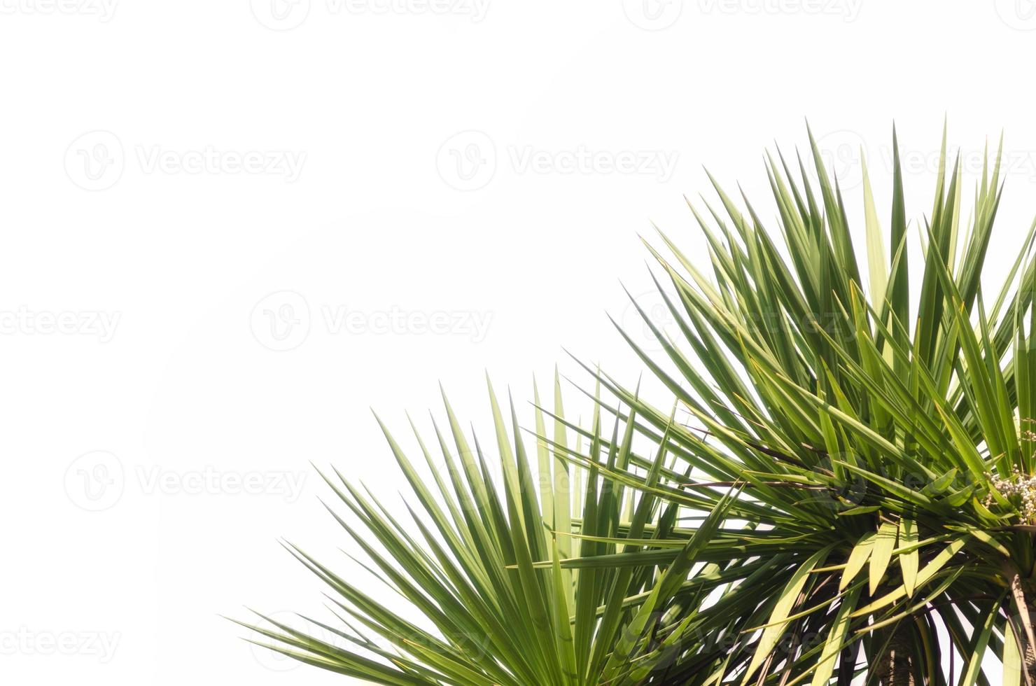 grüne tropische Pflanzen auf einem weißen Hintergrund foto