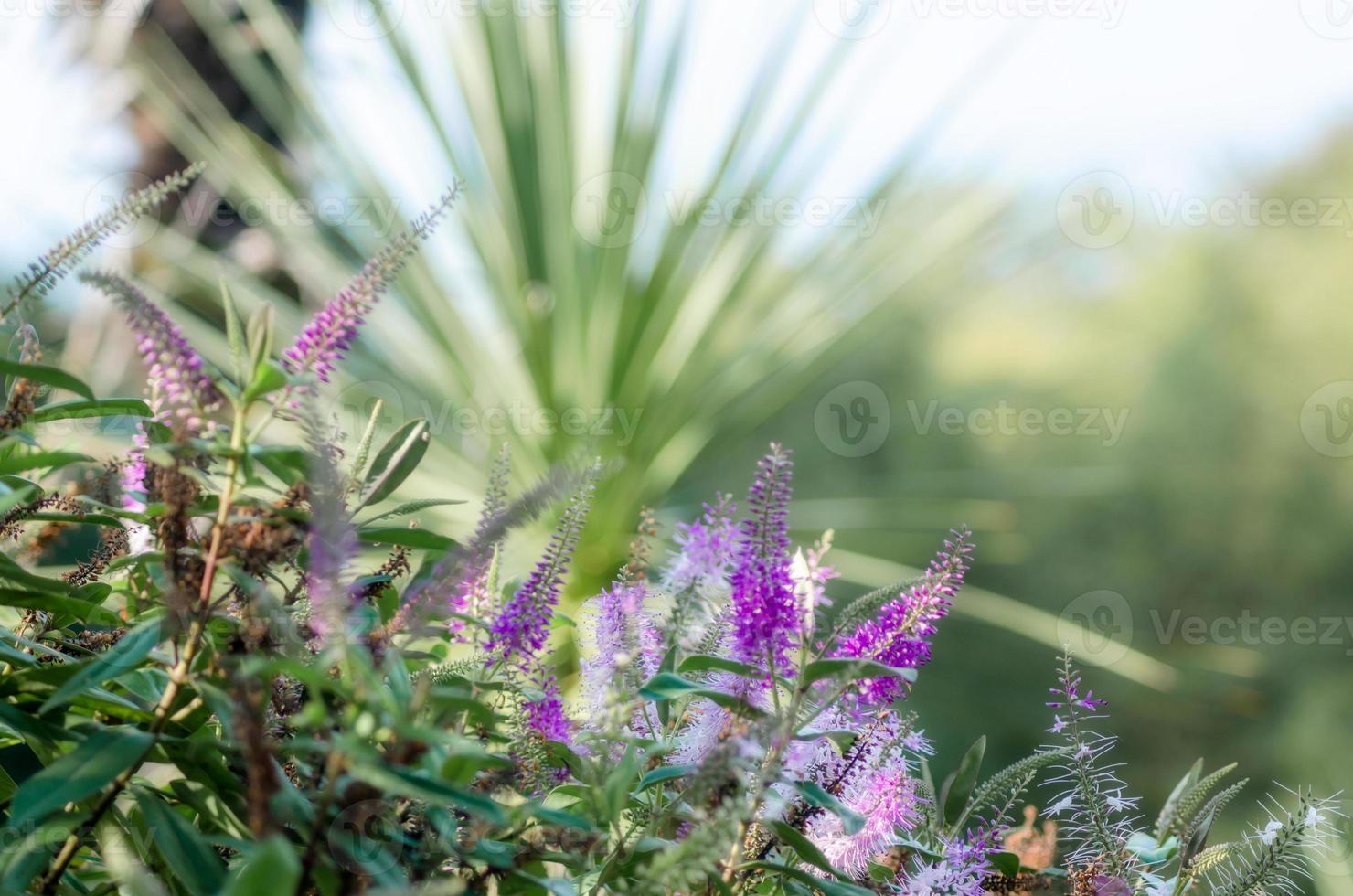 lila Frühlingsblumen foto