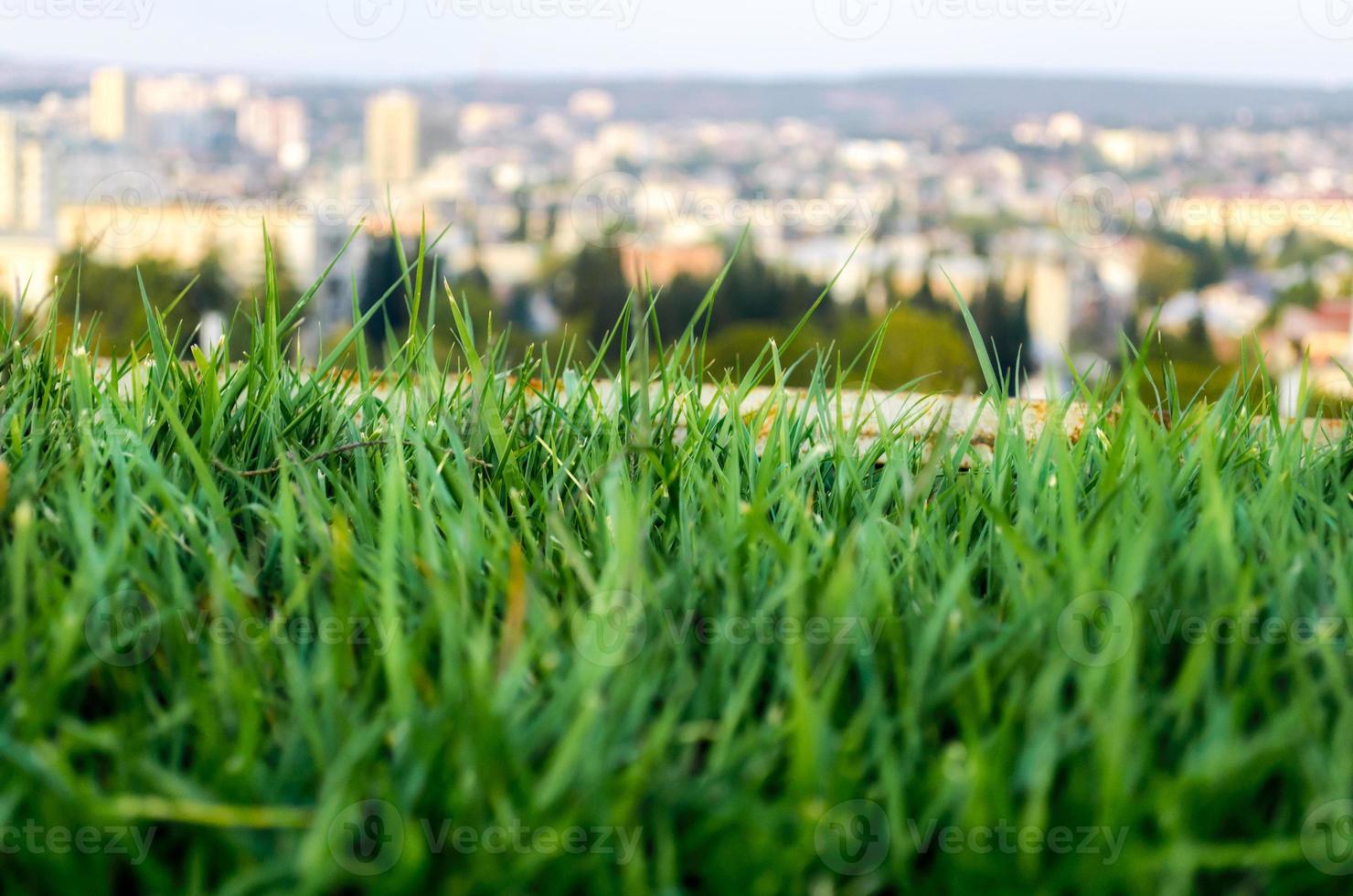 Nahaufnahme von Gras und einer Stadt im Hintergrund foto