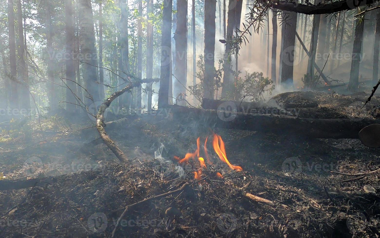 Wald Feuer. gefallen Baum ist verbrannt zu das Boden ein Menge von Rauch wann Wildfeuer foto