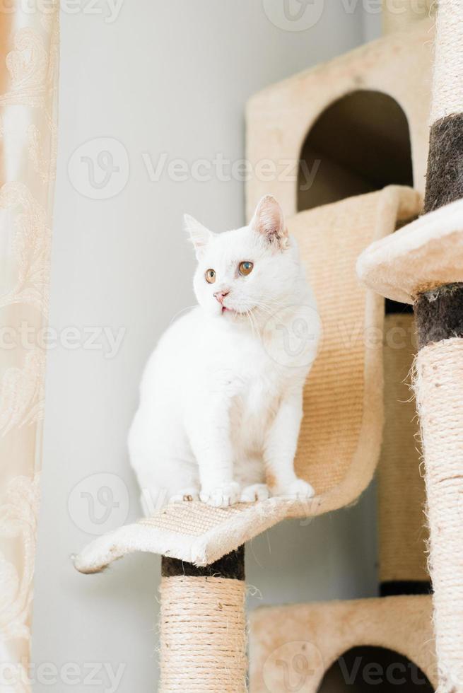 Eine weiße Katze, die auf der Straße gerettet wurde, sitzt mit einem wunden Auge in seinem Hauskratzbaum und schaut aufmerksam zu foto