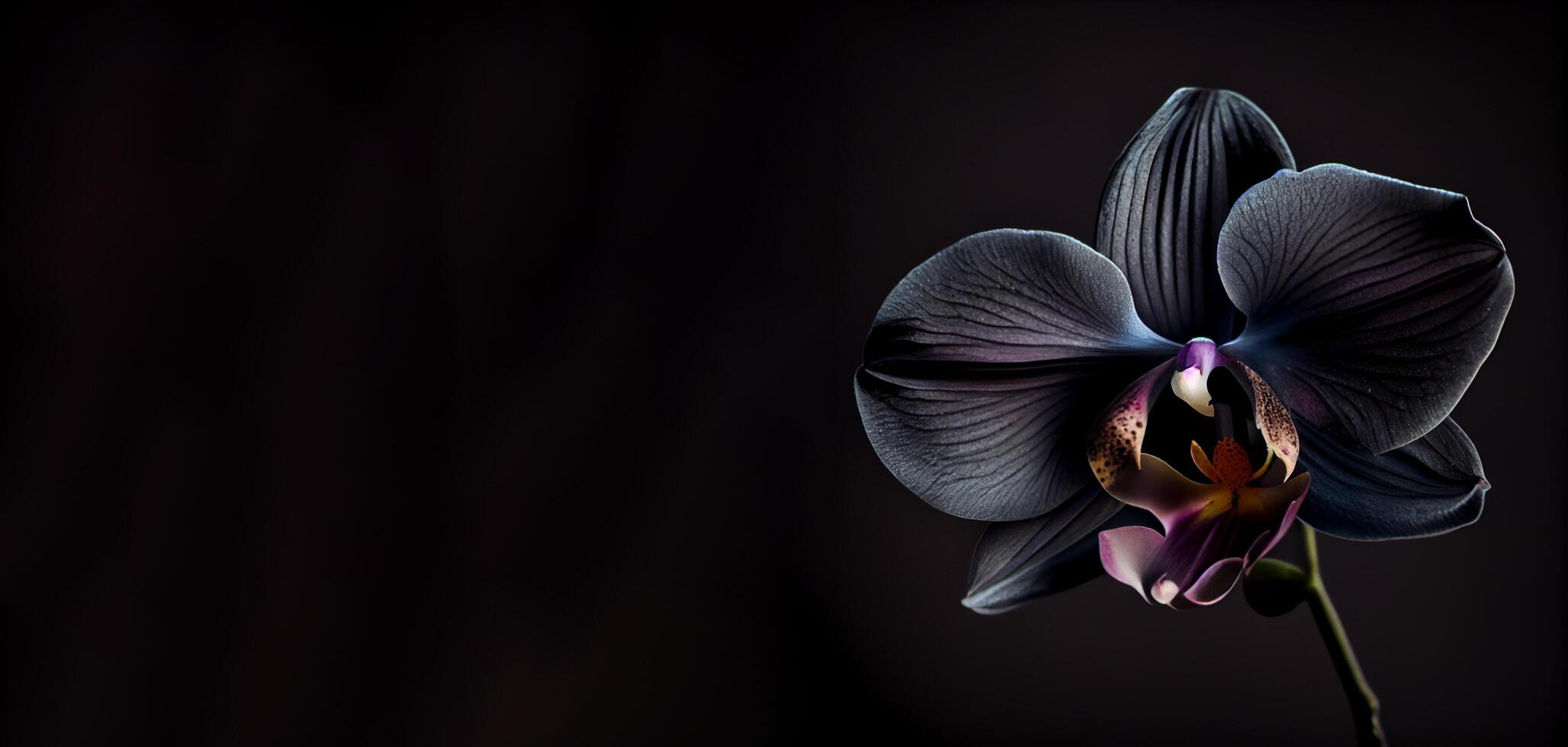 dunkel Kosmos Blume schwarz Hintergrund foto