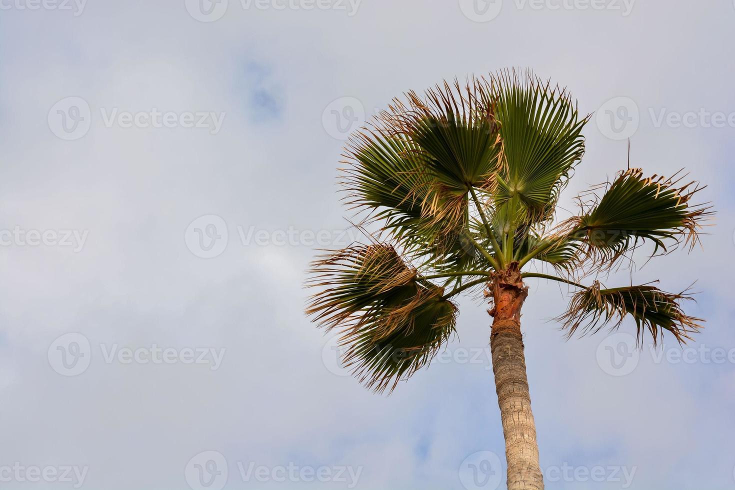 szenisch Palme Baum Aussicht foto
