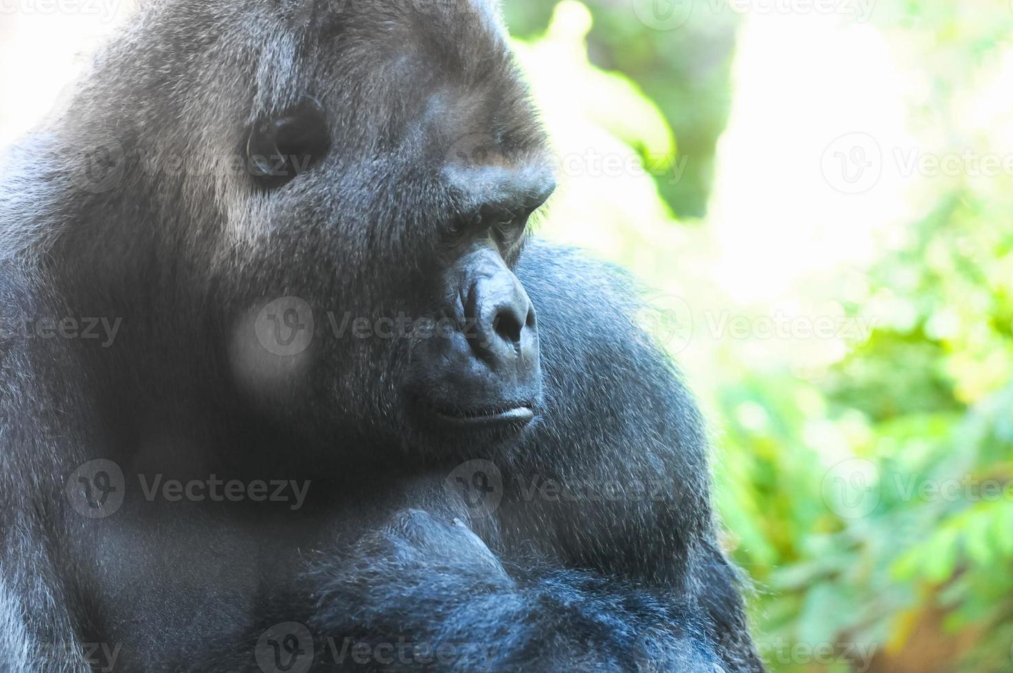 Gorilla beim das Zoo foto