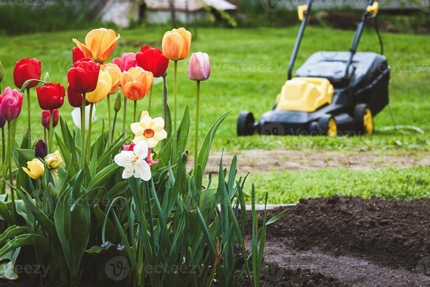 Mähen Gras im Hinterhof, Tulpen im Vorderseite Grün Rasen und elektrisch Gras Mäher foto