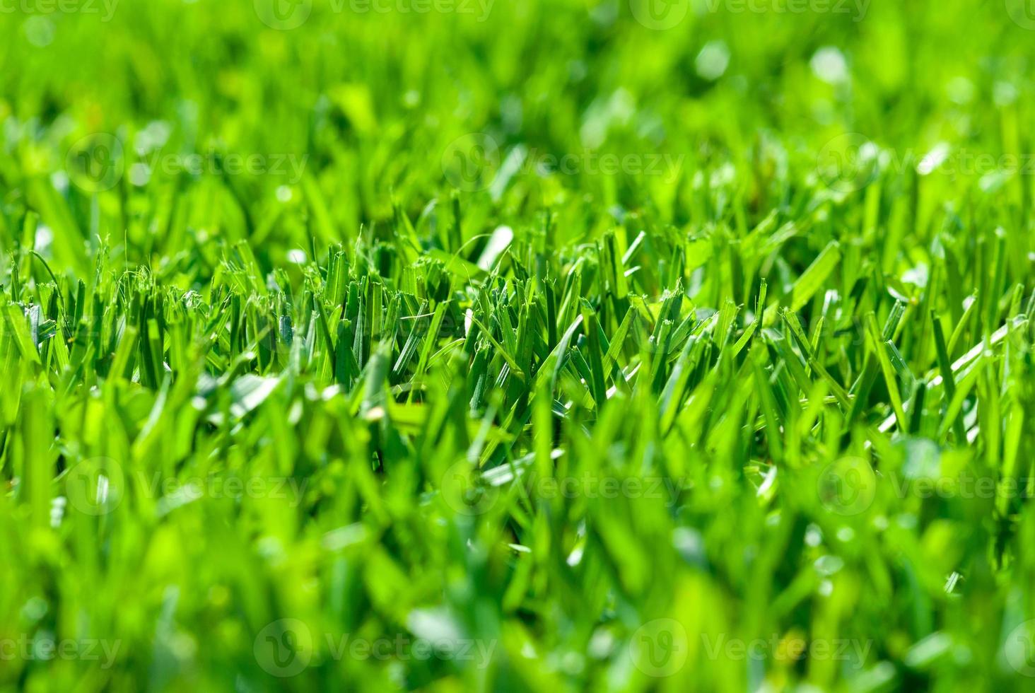 frisch Schnitt Gras, Makro niedrig Winkel Schuss mit selektiv Fokus foto
