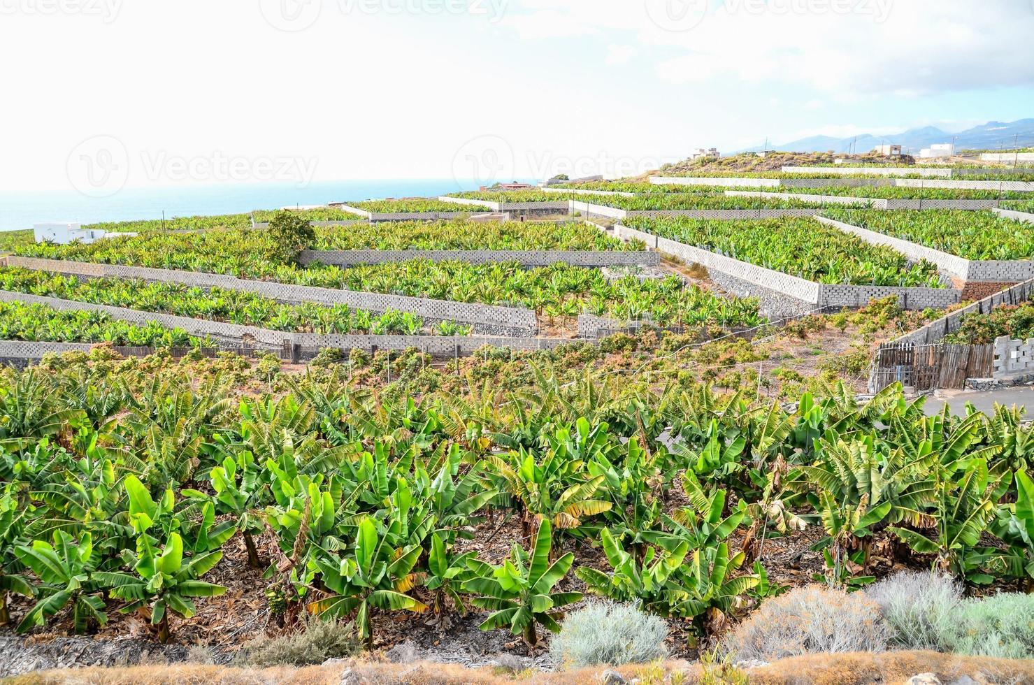 szenisch Aussicht von ein Banane Plantage foto