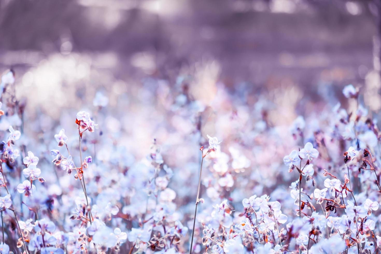 lila blumenblüte auf dem feld, schönes wachsen und blumen auf der wiese, die morgens blühen. weiche pastellfarben auf natur-bokeh-hintergrund, vintage-stil foto