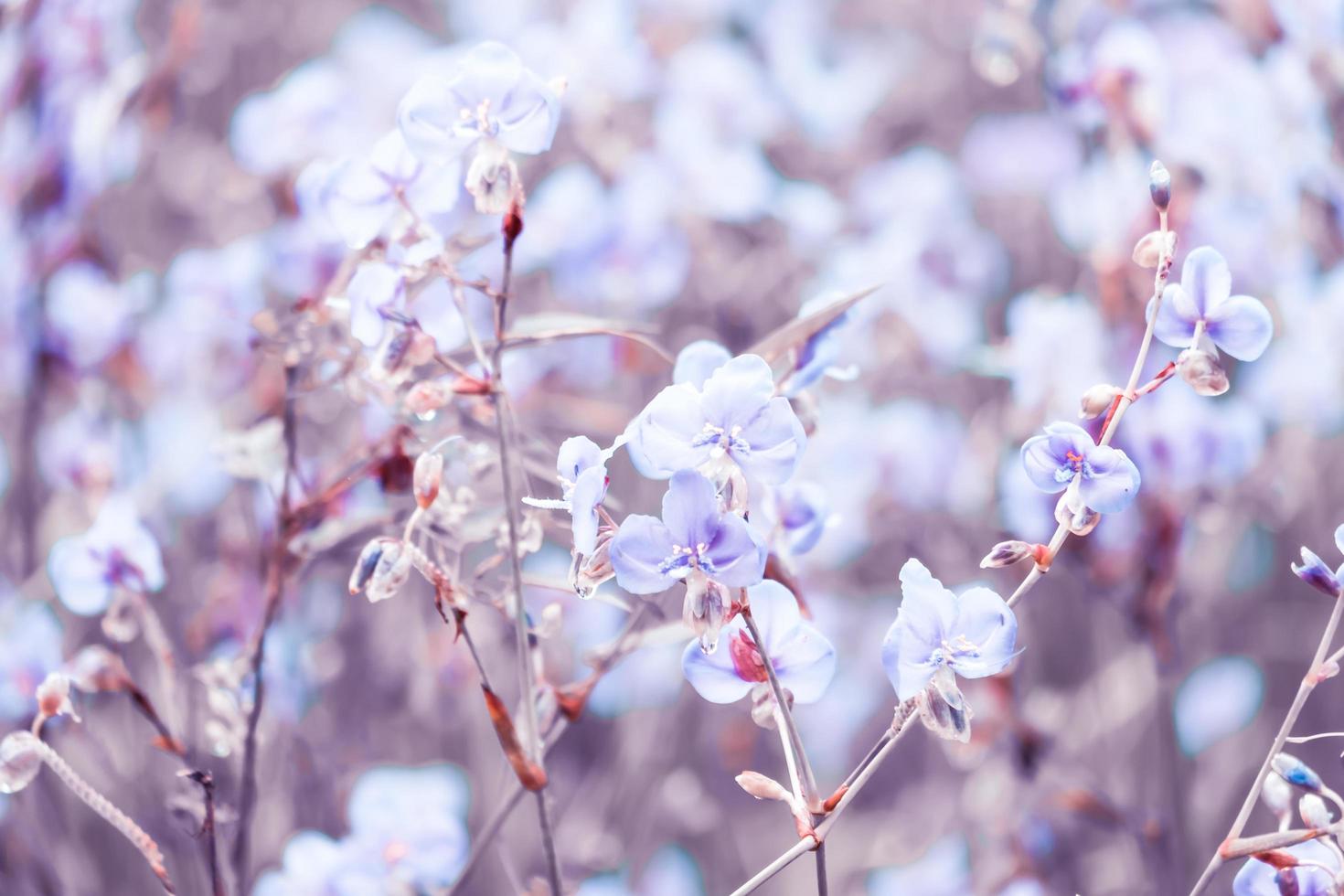 verschwommen, lila Blumenblüte auf dem Feld. Schönes Wachstum und Blumen auf der Wiese, die morgens blüht, selektive Fokusnatur auf Bokeh-Hintergrund, Vintage-Stil foto