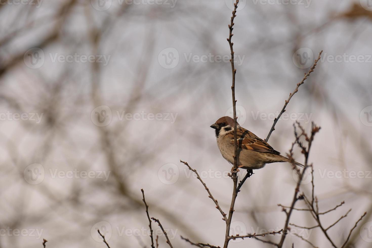 Haus Spatz im Natur ein düster Tag foto