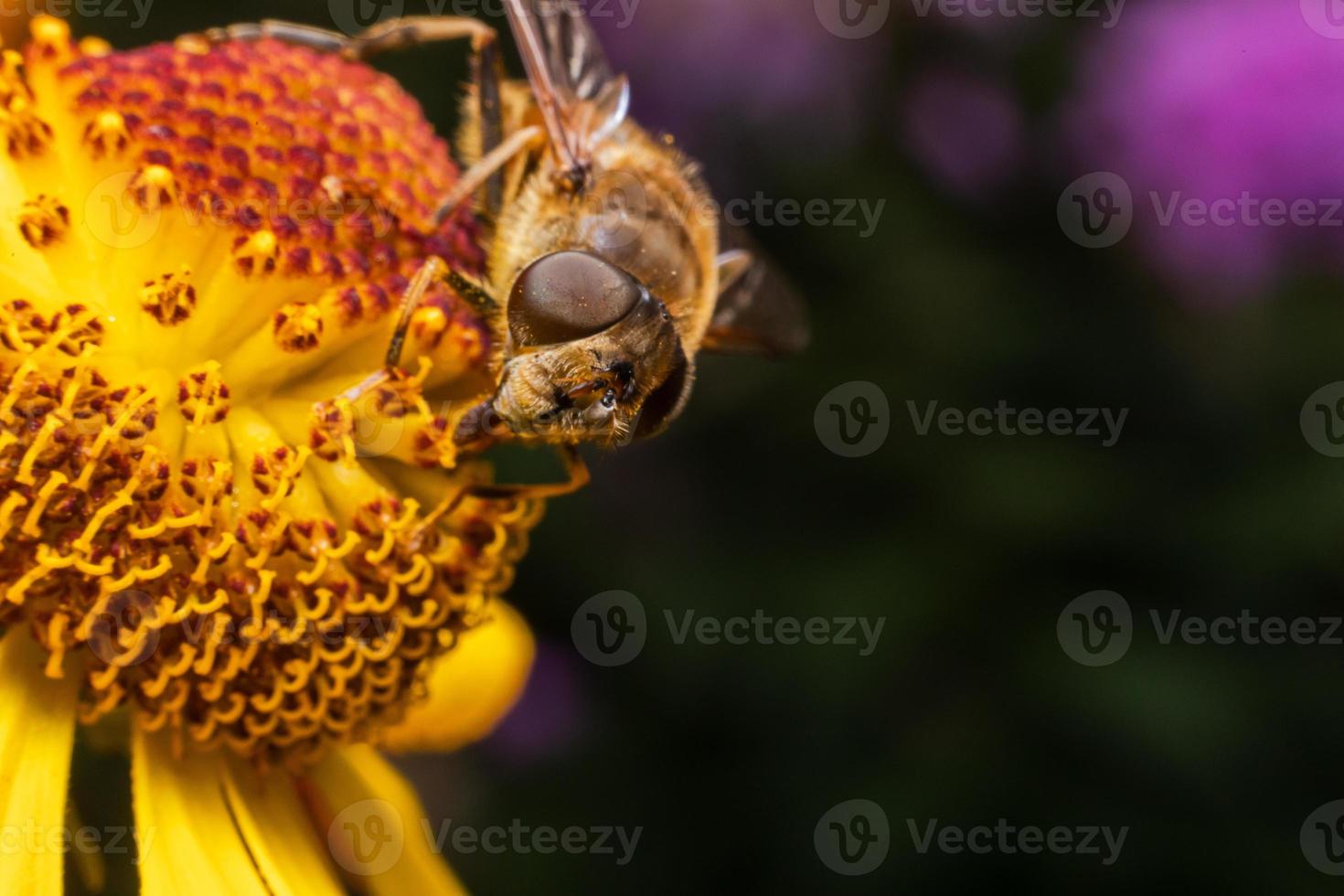 honigbiene bedeckt mit gelbem pollengetränk nektar, bestäubende blume. inspirierender natürlicher Blumenfrühling oder blühender Gartenhintergrund des Sommers. Leben von Insekten, extreme Makro-Nahaufnahme, selektiver Fokus foto