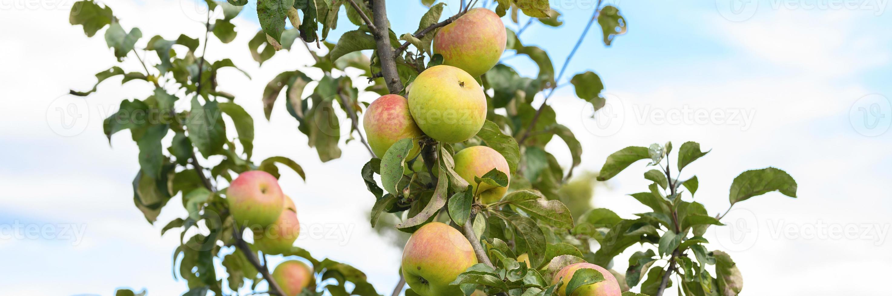 Zweig eines Apfelbaums im Garten auf Himmelhintergrund foto