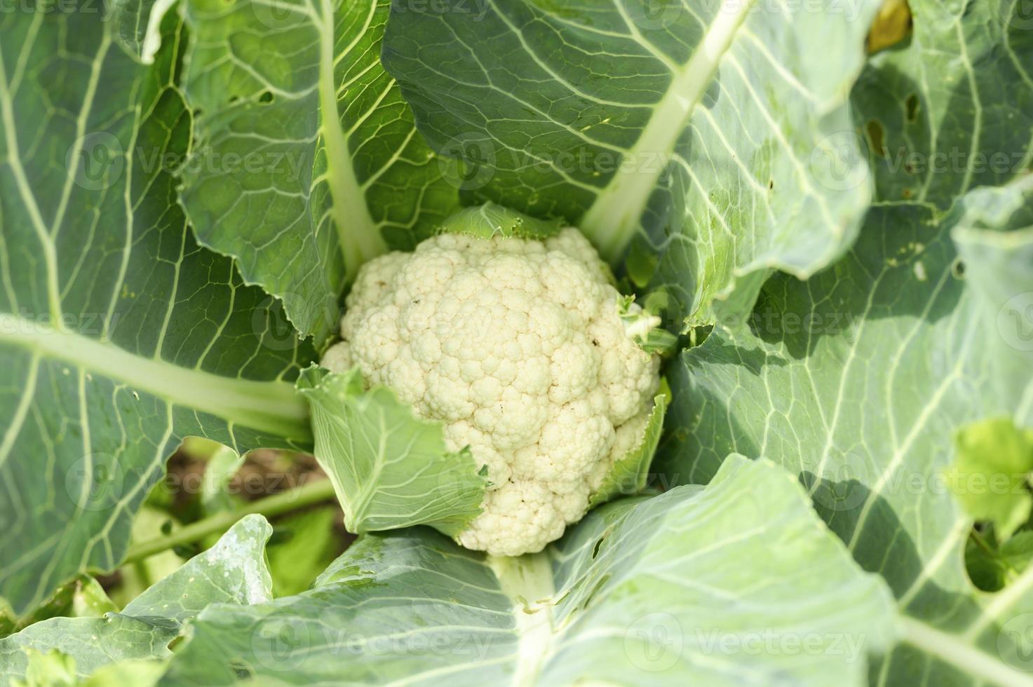 Kopf von frischem reifem Blumenkohl, der im Garten wächst foto