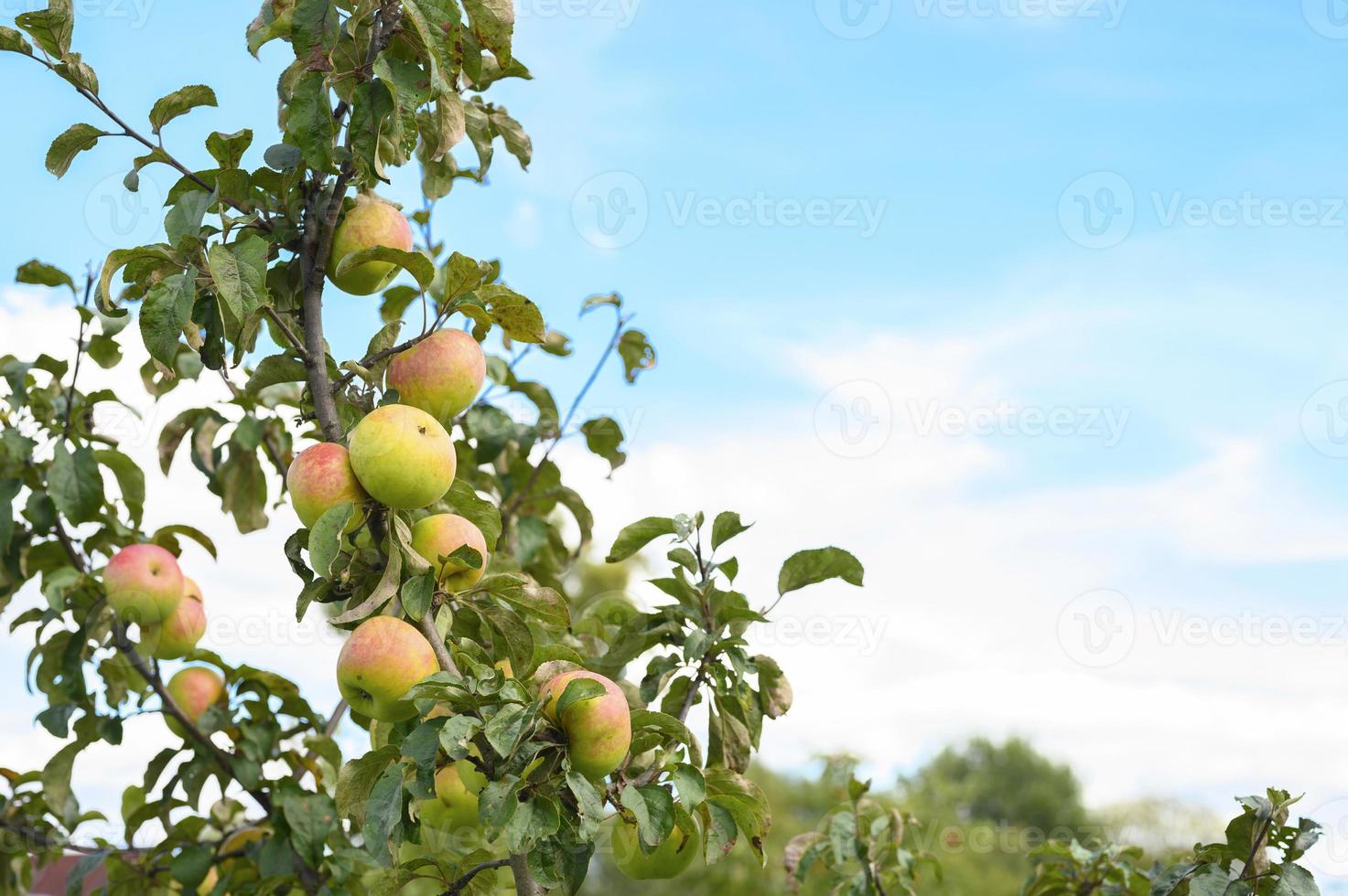 Äpfel auf einem Zweig eines Apfelbaums im Garten auf Himmelhintergrund foto