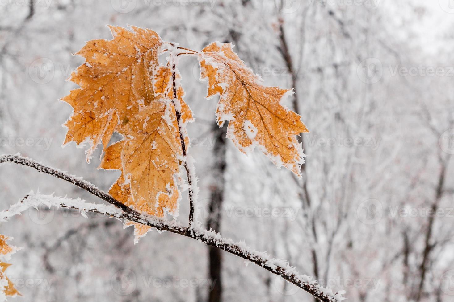 Winterblätter mit Schnee und Raureif bedeckt foto