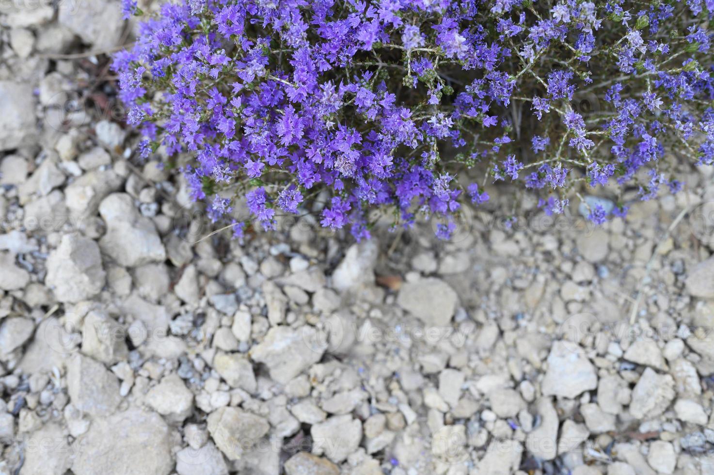 Berggriechischer wilder Thymianbusch, der lila Blumen zwischen den Steinen blüht foto