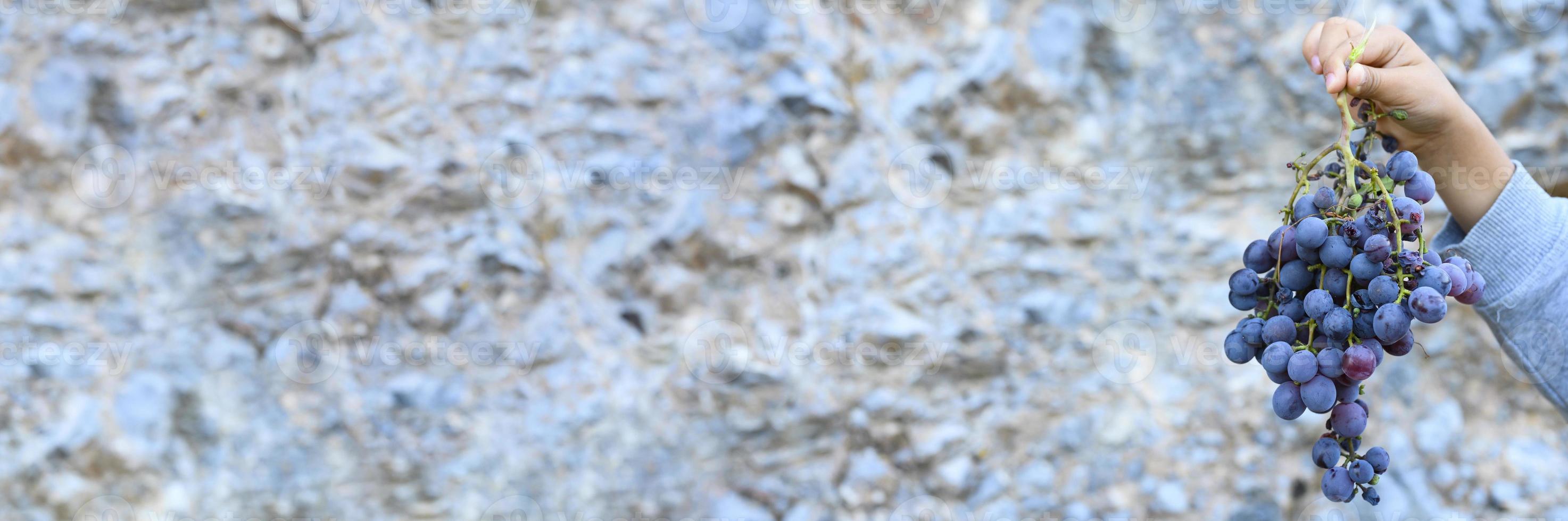 Die Hand eines Kindes hält ein Bündel reifer wilder schwarzer kretischer Trauben gegen eine Steinklippe foto