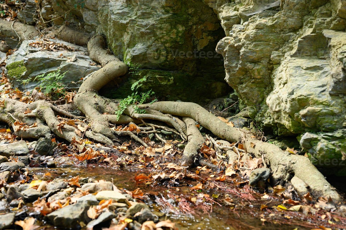 kahle Wurzeln von Bäumen, die im Herbst in felsigen Klippen zwischen Steinen und Wasser wachsen foto