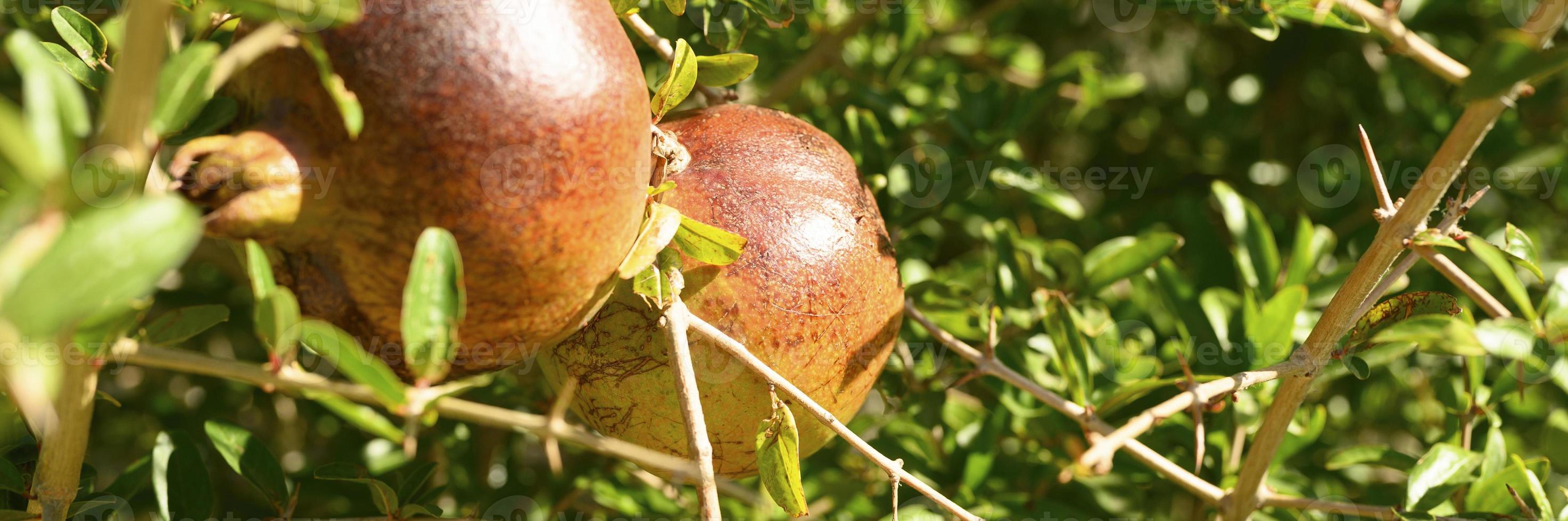 reife rote Granatäpfel wachsen auf einem Ast im Garten foto