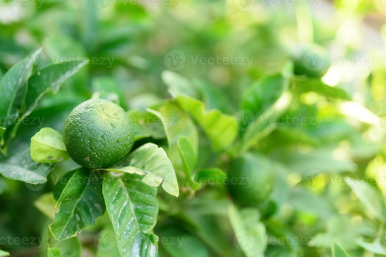 unreife grüne Zitronen auf einem Baum im Garten foto