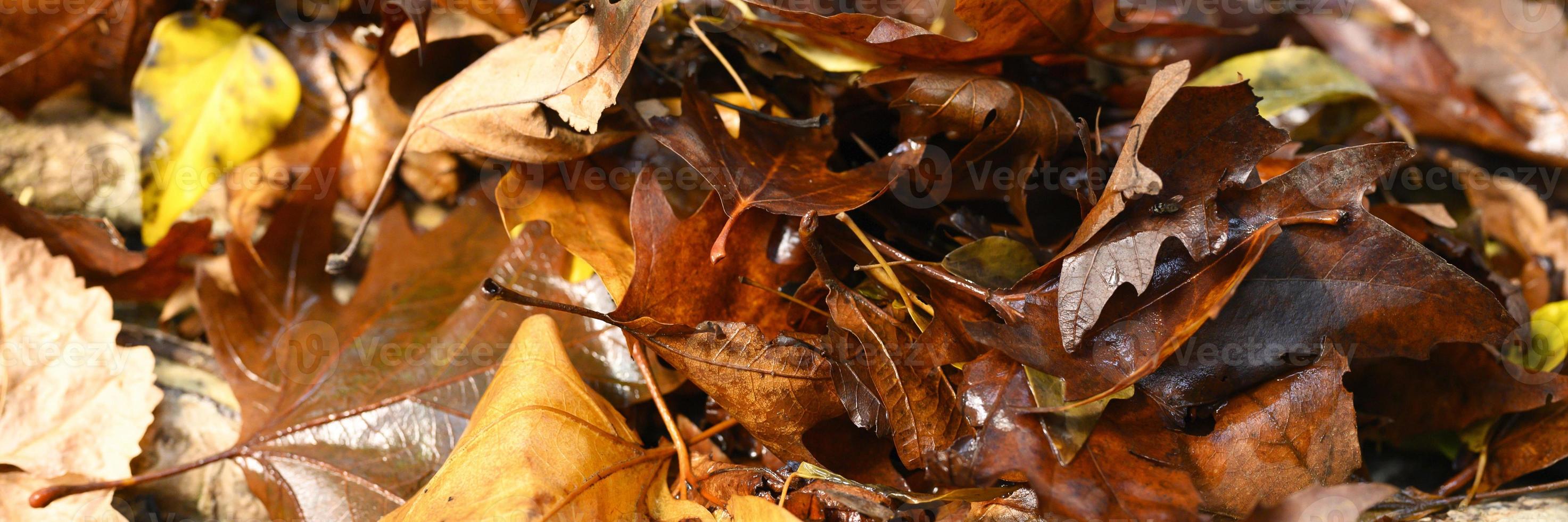 Gefallene Herbstahornblätter, rot und nass foto