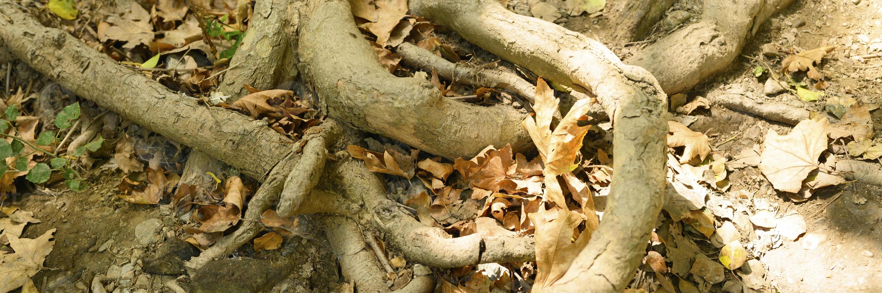 nackte Wurzeln von Bäumen, die im Herbst in felsigen Klippen aus dem Boden ragen foto