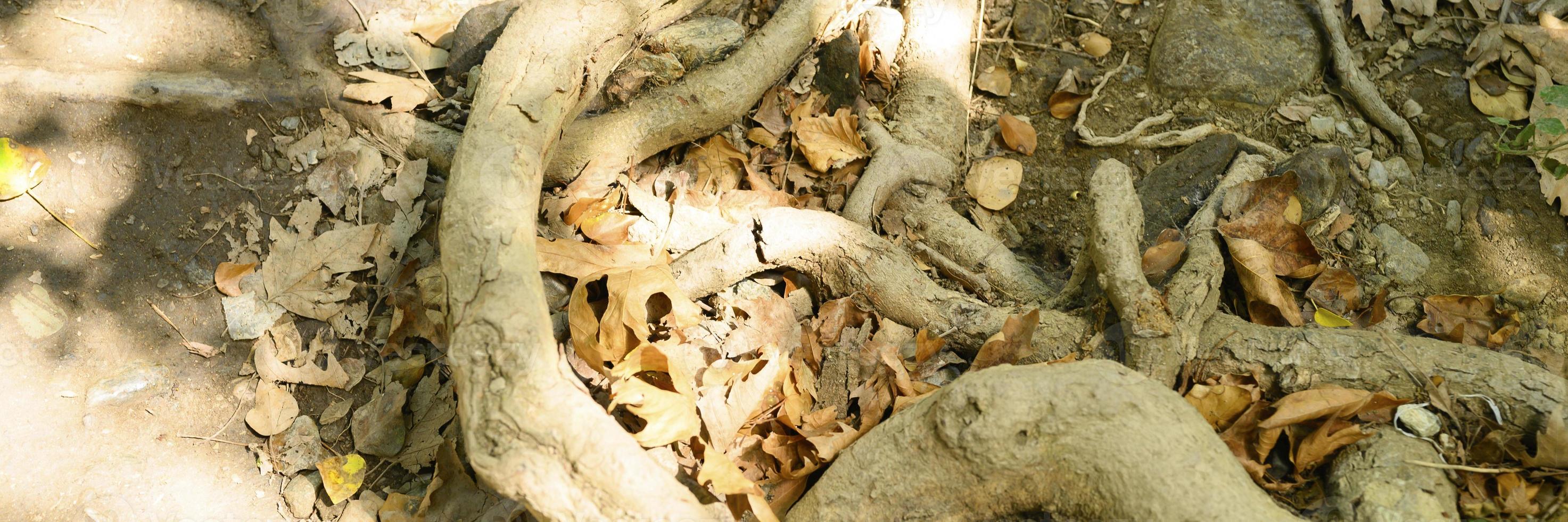 nackte Wurzeln von Bäumen, die im Herbst in felsigen Klippen aus dem Boden ragen foto