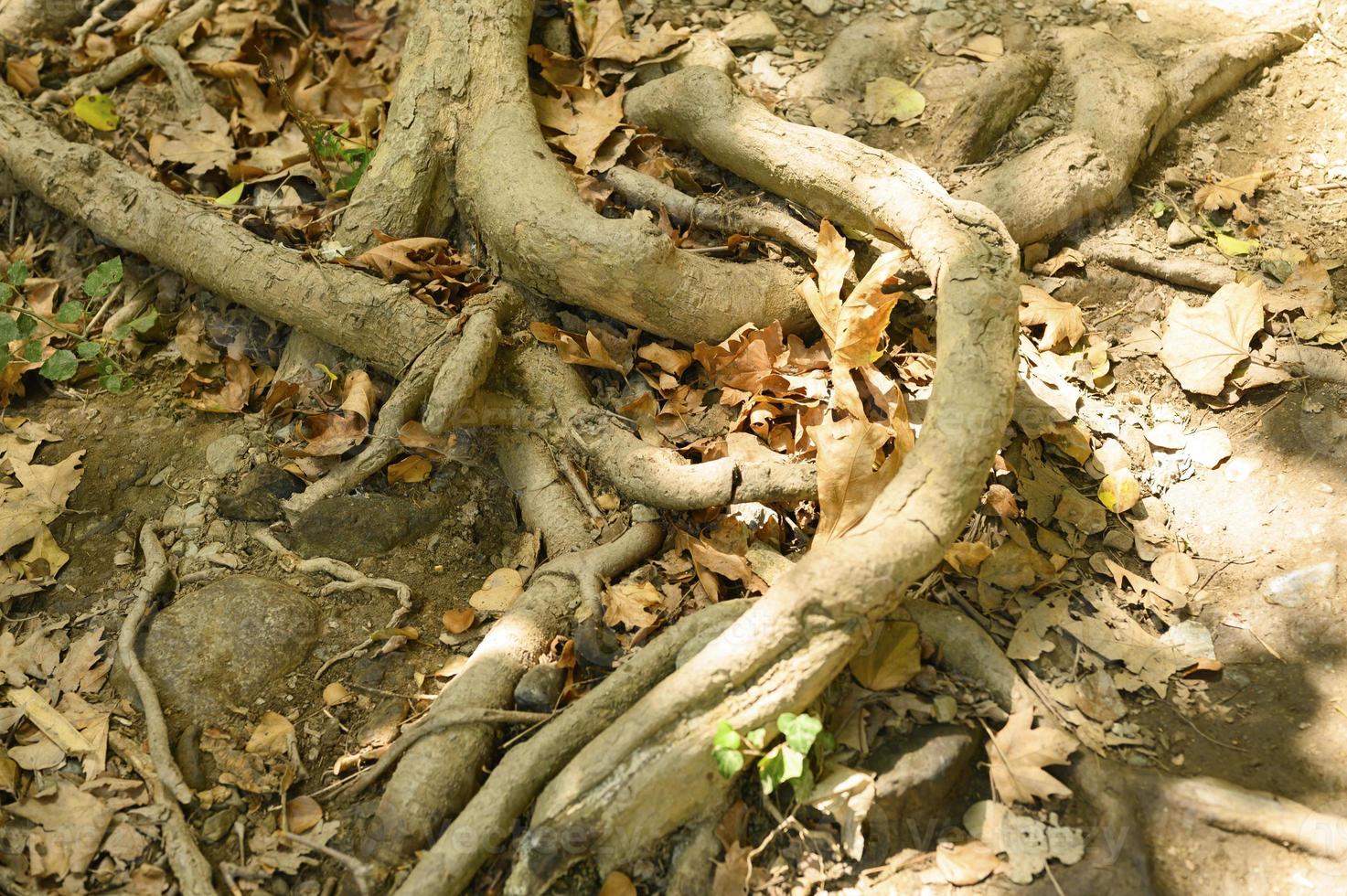 nackte Wurzeln von Bäumen, die im Herbst in felsigen Klippen aus dem Boden ragen foto