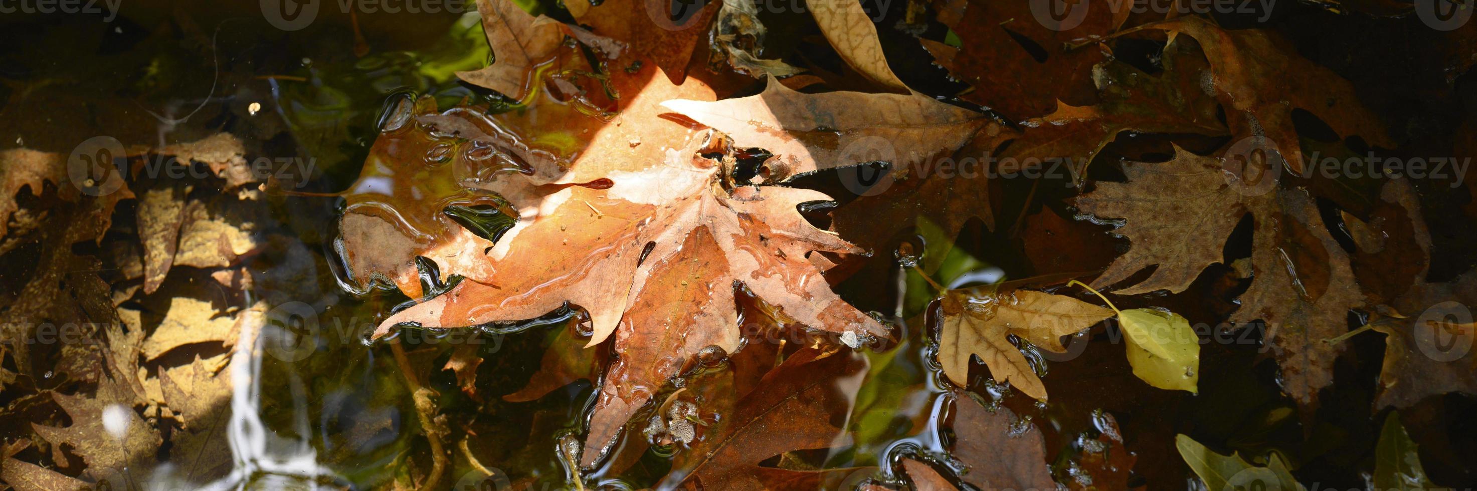 nasse gefallene Herbstahornblätter im Wasser foto